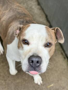 Pit Bull Terrier Dogs Available for Adoption in Crete, Illinois - Bellezza | PetCurious