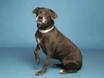 Pit Bull Terrier and Mixed Breed Dogs Available for Adoption - SUGAR PLUM | PetCurious