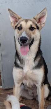 Addie - super sweet baby girl (CT-55279812) -  German Shepherd Dog and Husky Dog for Adoption in Houston, Texas - Addie - Super Sweet Baby Girl (CT-55279812) | PetCurious