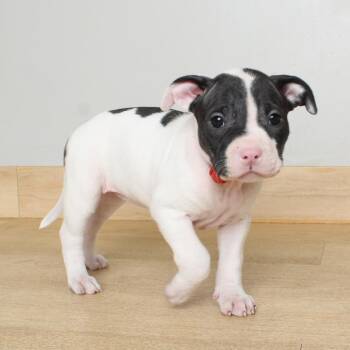 Pit Bull Terrier Dogs Available for Adoption in Minnetonka, Minnesota - Pickled Onion D68975 | PetCurious
