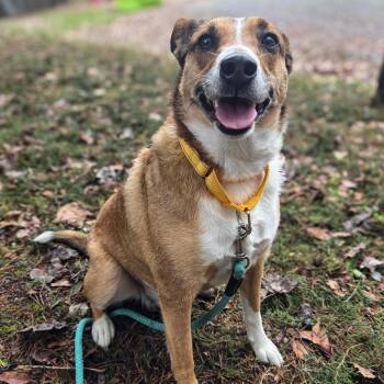 Collie and Mixed Breed Dogs Available for Adoption - Swisher | PetCurious