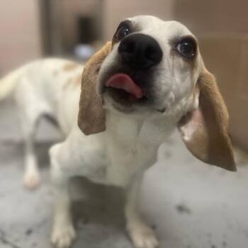 Carhart -  Mixed Breed Dog for Adoption in Valley, Alabama - Carhart | PetCurious