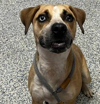 Sandy -  Black Mouth Cur Dog for Adoption in Golden, Colorado - Sandy | PetCurious