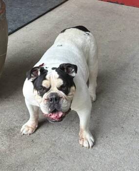 Freddie -  English Bulldog Dog for Adoption in Smithville, Missouri - Freddie | PetCurious