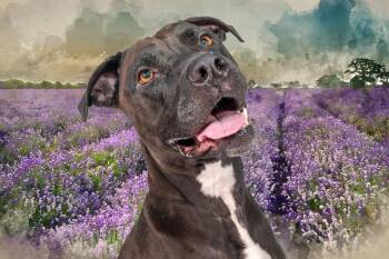 Lucy -  Pit Bull Terrier Dog for Adoption in Azalea Park, Florida - Lucy | PetCurious