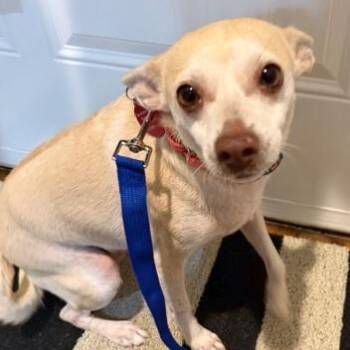 Rescue Chihuahua Dogs for Adoption - Bello | PetCurious