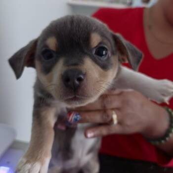 Ivy -  Mixed Breed Dog for Adoption in Leander, Texas - Ivy | PetCurious