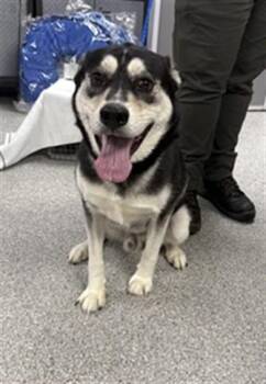 RILEY -  Alaskan Malamute and Mixed Breed Dog for Adoption in Pasadena, Texas - RILEY | PetCurious