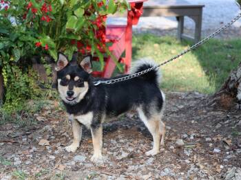 HUEY -  Pomeranian and Chihuahua Dog for Adoption in Humboldt, Tennessee - HUEY | PetCurious