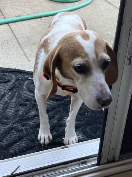 Beagle Dogs Available for Adoption - Pink | PetCurious