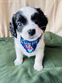 Jack Russell Terrier Dogs Available for Adoption in Newborn, Georgia - HANK | PetCurious