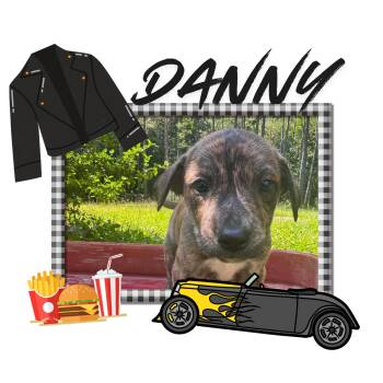 Danny -  Mountain Cur Dog for Adoption in Lakesite, Tennessee - Danny | PetCurious