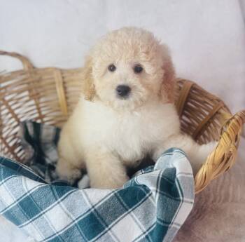 Mary -  Cavapoo Dog for Sale in Morrow, Ohio - Mary | PetCurious