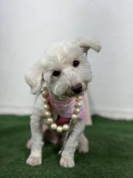 Ashley-One of our Amazing Rescue Dogs -  Maltese and Bichon Frise Dog for Adoption in Carlsbad, California - Ashley-One Of Our Amazing Rescue Dogs | PetCurious