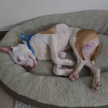 Pit Bull Terrier Dogs Available for Adoption - Ron Weasley | PetCurious