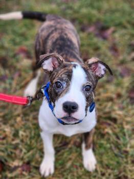 Terrier and Pit Bull Terrier Dogs Available for Adoption - Elden! Dog Friendly!  | PetCurious