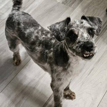 Schnauzer Dogs Available for Adoption in Calverton, New York - Jondo | PetCurious