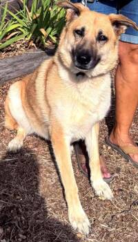 Heidi -  Pumi Dog for Adoption in Santa Clarita, California - Heidi | PetCurious