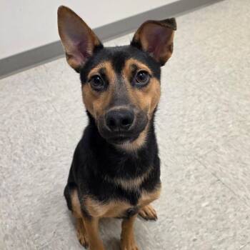 Highland -  Shepherd and Mixed Breed Dog for Adoption in Chatham, Virginia - Highland | PetCurious