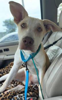 Liam -  Labrador Retriever and Shepherd Dog for Adoption in Tulsa, Oklahoma - Liam | PetCurious