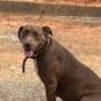 Labrador Retriever and Mixed Breed Dogs Available for Adoption in Marshall, Texas - Ginger (tootsie Roll) | PetCurious