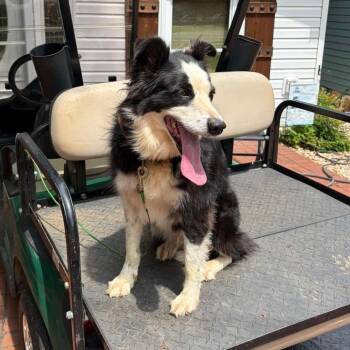 Evie -  Border Collie and Mixed Breed Dog for Adoption in Cedarburg, Wisconsin - Evie | PetCurious