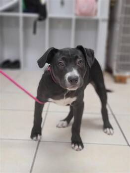 Mixed Breed Dogs Available for Adoption in Largo, Florida - Rio | PetCurious