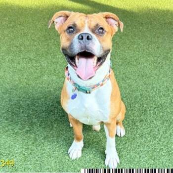Baraka -  Boxer Dog for Adoption in West Palm Beach, Florida - Baraka | PetCurious