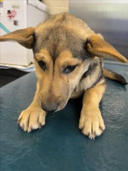 German Shepherd Dog and Mixed Breed Dogs Available for Adoption - ZORAH | PetCurious