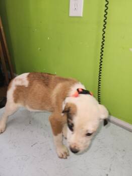 Australian Shepherd Dogs Available for Adoption - Lila | PetCurious