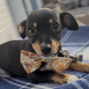 Luigi -  Chihuahua Dog for Adoption in Newberg, Oregon - Luigi | PetCurious