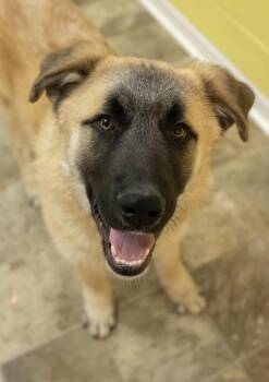 German Shepherd Dog and Great Pyrenees Dogs Available for Adoption - Kemper | PetCurious
