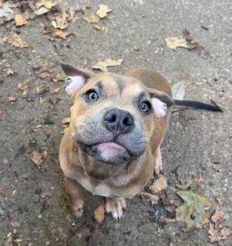 American Bully Dogs Available for Adoption - Meatball | PetCurious