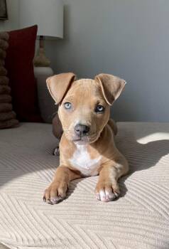 American Staffordshire Terrier Dogs Available for Adoption - Georgia | PetCurious