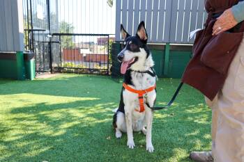 Rescue Mixed Breed Dogs for Adoption in Chicago, Illinois - Cascabel | PetCurious