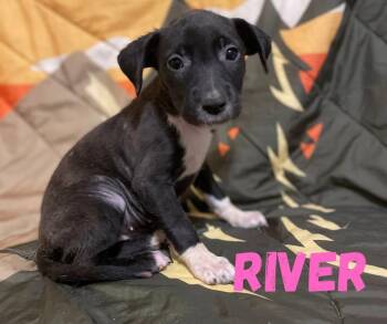 River -  Mixed Breed Dog for Adoption in Shalimar, Florida - River | PetCurious
