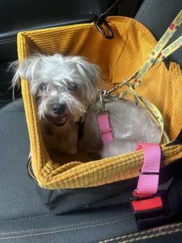 Tia -  Terrier Dog for Adoption in Montgomery, New Jersey - Tia | PetCurious