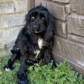 Cocker Spaniel Dogs Available for Adoption - Raven 5031 | PetCurious