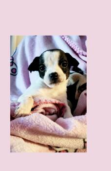Cherry Coke -  Boston Terrier and Chihuahua Dog for Adoption in Lake Geneva, Wisconsin - Cherry Coke | PetCurious
