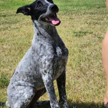 Marbles -  Goldendoodle and Australian Cattle Dog Blue Heeler Dog for Adoption in Broken Arrow, Oklahoma - Marbles | PetCurious