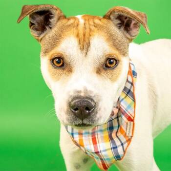 Pit Bull Terrier and Mixed Breed Dogs Available for Adoption - SHANNON | PetCurious