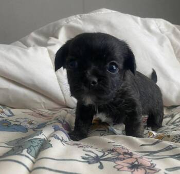 Boston Terrier Dogs Available for Adoption in Grafton, Wisconsin - Tux | PetCurious