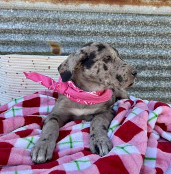 Rescue Great Dane and Black Labrador Retriever Dogs for Adoption in Mathis, Texas - Bonnie Blue | PetCurious