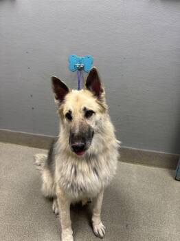 CHACO -  German Shepherd Dog and Mixed Breed Dog for Adoption in Las Vegas, Nevada - CHACO | PetCurious