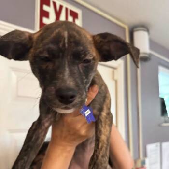 Rescue Mixed Breed Dogs for Adoption in San Francisco, California - Popsy | PetCurious