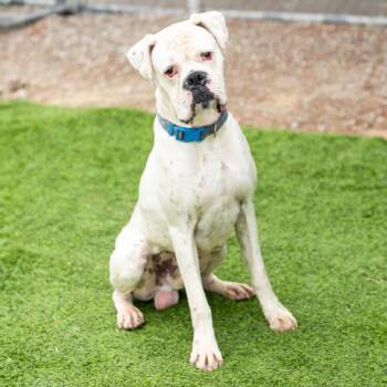 SNOOPY -  Boxer and American Bulldog Dog for Adoption in Camarillo, California - SNOOPY | PetCurious