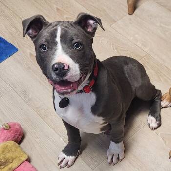 Pit Bull Terrier Dogs Available for Adoption - (Chevy) Camero | PetCurious