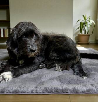 Rescue Schnoodle and Labrador Retriever Dogs for Adoption in Ooltewah, Tennessee - Poppy | PetCurious