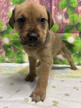 Terrier and Mixed Breed Dogs Available for Adoption in San Antonio, Texas - Marsh | PetCurious