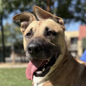 Charlton - ECAS -  German Shepherd Dog and Mixed Breed Dog for Adoption in Pleasanton, California - Charlton - ECAS | PetCurious